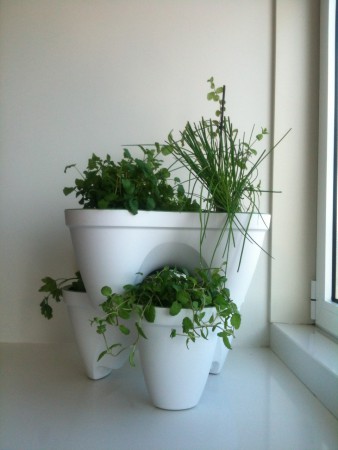A nossa pequena horta de ervas aromáticas